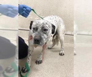 Australian Cattle Dog Dogs for adoption in Riverside, CA, USA