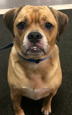 Puggle Dogs for adoption in Staten Island, NY, USA