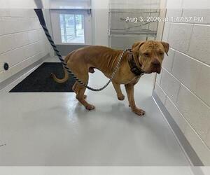 Mastiff Dogs for adoption in Ocala, FL, USA
