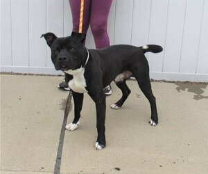 American Pit Bull Terrier Dogs for adoption in Louisville, KY, USA