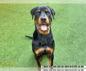 Rottweiler Dogs for adoption in West Palm Beach, FL, USA