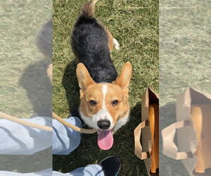 Pembroke Welsh Corgi Dogs for adoption in Denver , CO, USA