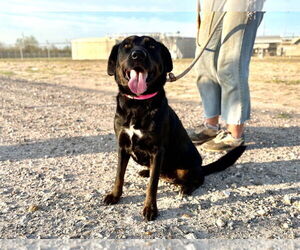 Labrador Retriever-Unknown Mix Dogs for adoption in Salt Lake City, UT, USA