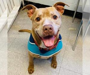 American Staffordshire Terrier-Unknown Mix Dogs for adoption in North Myrtle Beach, SC, USA