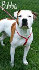 American Bulldog Dogs for adoption in Kendallville, IN, USA
