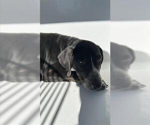 Labrador Retriever Dogs for adoption in Houston, TX, USA