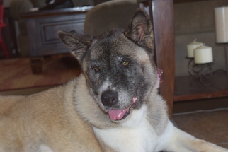 Akita Dogs for adoption in Chandler, AZ, USA