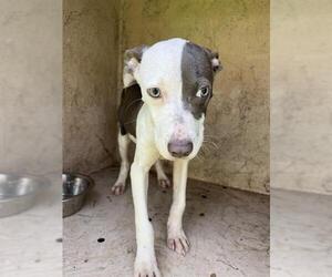 American Pit Bull Terrier-Unknown Mix Dogs for adoption in Oklahoma City, OK, USA