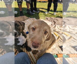 Labrador Retriever-Unknown Mix Dogs for adoption in Rockaway, NJ, USA