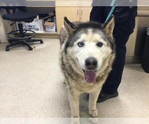 Siberian Husky Dogs for adoption in Riverside, CA, USA