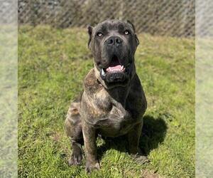 Mutt Dogs for adoption in Modesto, CA, USA