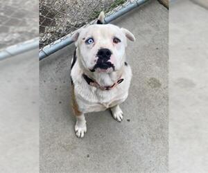 American Pit Bull Terrier Dogs for adoption in Santa Maria, CA, USA