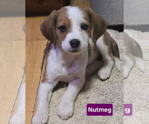 Beagle-Unknown Mix Dogs for adoption in Alexander, AR, USA