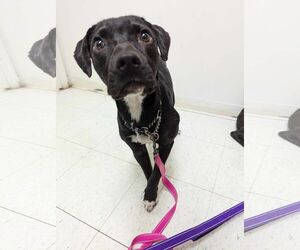 Beagle-Border Collie Mix Dogs for adoption in White Bluff, TN, USA