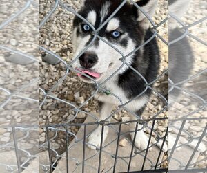 Siberian Husky Dogs for adoption in Oviedo, FL, USA