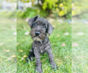 - Mix Dogs for adoption in St. Louis Park, MN, USA