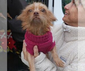 Chihuahua-Unknown Mix Dogs for adoption in Washington, DC, USA