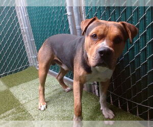 Staffordshire Bull Terrier Dogs for adoption in Downey, CA, USA