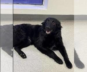 Australian Kelpie-Unknown Mix Dogs for adoption in Bakersfield, CA, USA