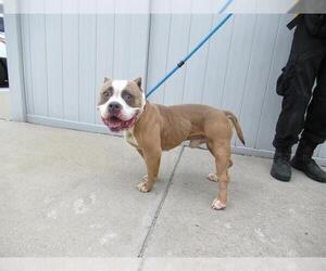 American Pit Bull Terrier-Unknown Mix Dogs for adoption in Louisville, KY, USA
