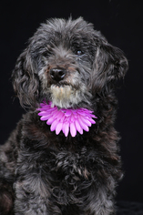 Poodle (Miniature)-Unknown Mix Dogs for adoption in San Pedro, CA, USA