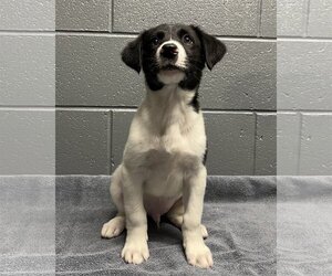 Border Collie-Unknown Mix Dogs for adoption in Randleman, NC, USA