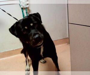 German Shepherd Dog-Unknown Mix Dogs for adoption in Martinez, CA, USA