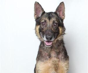 German Shepherd Dog Dogs for adoption in Burbank, CA, USA