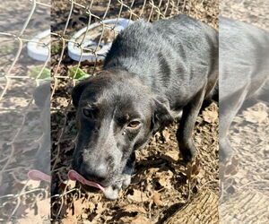 Mutt Dogs for adoption in Sparta, TN, USA