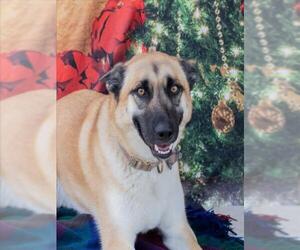 German Shepherd Dog Dogs for adoption in Tracy, CA, USA
