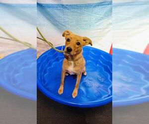 Labrador Retriever-Unknown Mix Dogs for adoption in Globe, AZ, USA