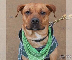 Retriever -Unknown Mix Dogs for adoption in Washington, DC, USA