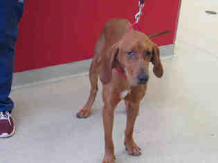 Redbone Coonhound Dogs for adoption in Vero Beach, FL, USA