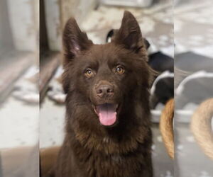 Chow Chow-Unknown Mix Dogs for adoption in Newport Beach, CA, USA