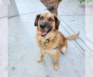 Golden Retriever-Unknown Mix Dogs for adoption in Sonoma, CA, USA