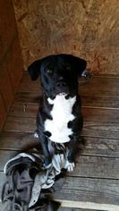 Labrador Retriever-Unknown Mix Dogs for adoption in Hankamer, TX, USA