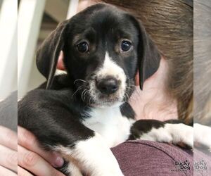 Labrador Retriever-Unknown Mix Dogs for adoption in Washington, DC, USA