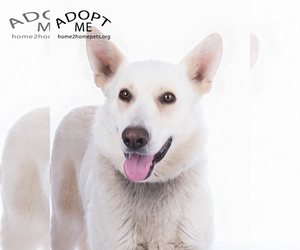 - Mix Dogs for adoption in Denver, CO, USA