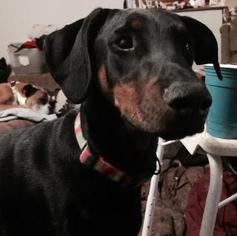 Doberman Pinscher Dogs for adoption in Claremore, OK, USA