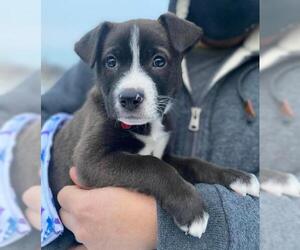 Borador Dogs for adoption in Farmington, MN, USA
