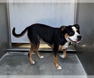 Mutt Dogs for adoption in Downey, CA, USA