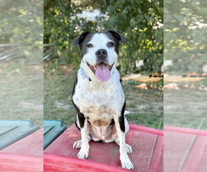 Mutt Dogs for adoption in Spring Lake, NJ, USA