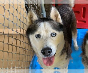 Siberian Husky Dogs for adoption in Moreno Valley, CA, USA