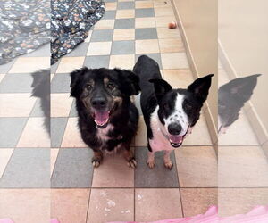 Border Collie-Unknown Mix Dogs for adoption in Virginia Beach, VA, USA