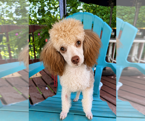 Poodle (Miniature) Dogs for adoption in Pacolet, SC, USA