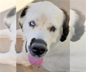 Saint Bernard Dogs for adoption in Winter Park, CO, USA