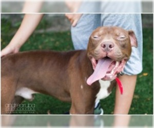 American Pit Bull Terrier Dogs for adoption in Cedar Rapids, IA, USA