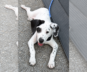 Mutt Dogs for adoption in Walnutport, PA, USA