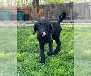 Labrador Retriever-Unknown Mix Dogs for adoption in Evergreen, CO, USA