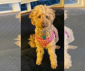 Goldendoodle (Miniature) Dogs for adoption in Princeton, MN, USA